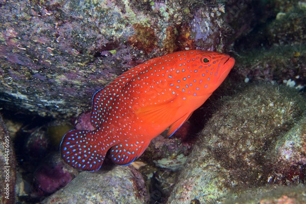 Fototapeta ユカタハタの若魚