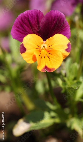 Obraz Pansy
