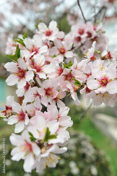 Obraz Цветение миндаля