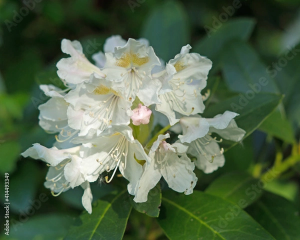 Fototapeta Weiße Rhododendronblüte