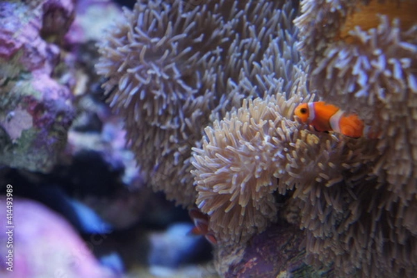 Obraz クマノミとイソギンチャク（越前松島水族館にて　福井県　坂井市　三国町）