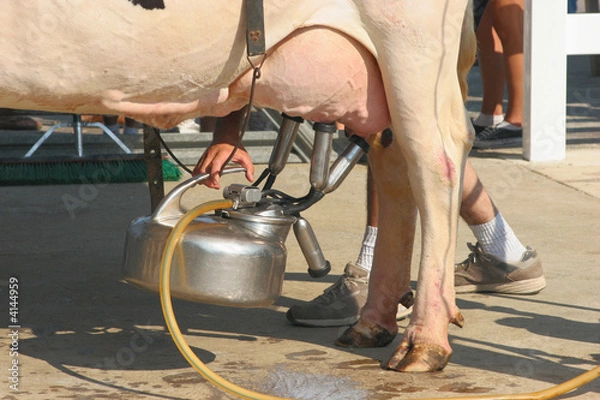 Obraz Milking a Cow