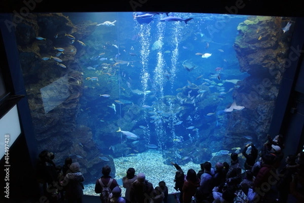Obraz アクアリウム（京都水族館にて）