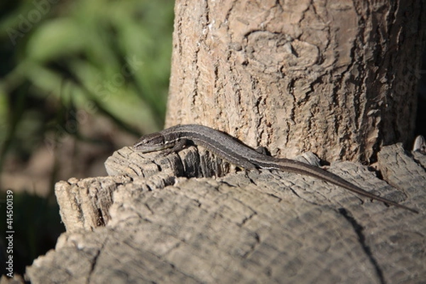 Fototapeta lizard on the tree