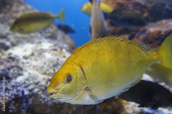 Fototapeta アクアリウム（鳥羽水族館にて）