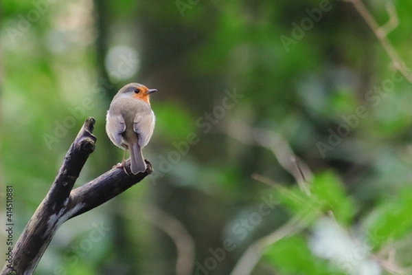 Obraz Robin on a Branch