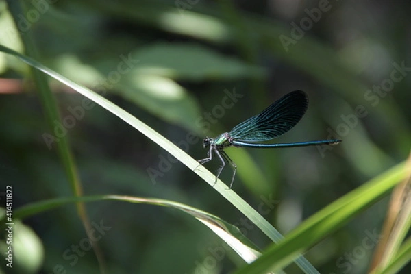 Fototapeta dragonfly on a leaf