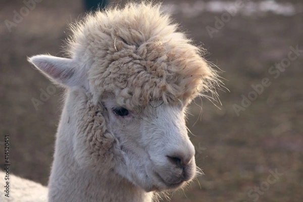Fototapeta helles Alpaka im Portrait