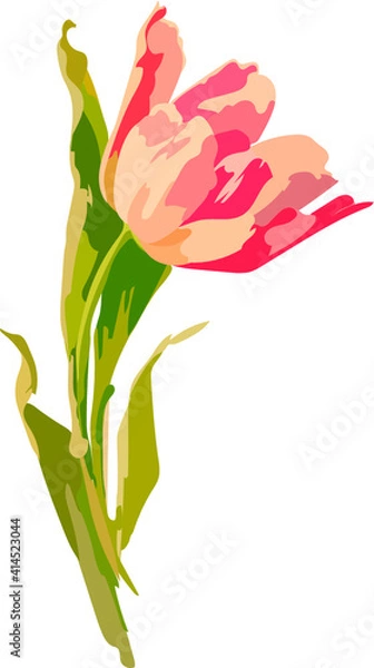 Fototapeta An image of a tulip in color