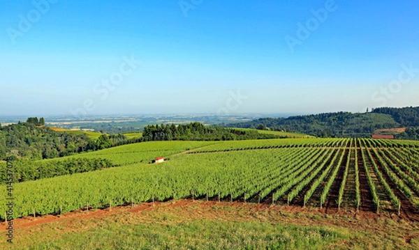 Obraz Beautiful vineyard in the Willamette Valley in Oregon, growing pinot noir grapes.