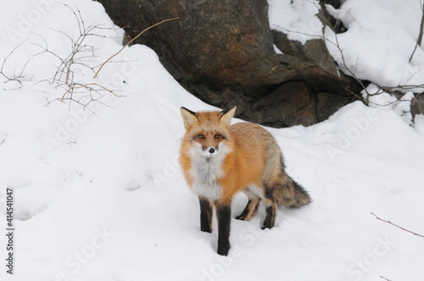 Obraz Red Fox stock photos. Fox Image. Picture. Portrait