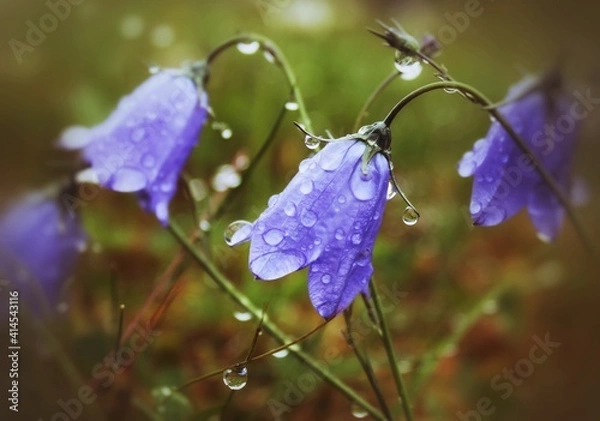 Obraz Blue bell flowers after rain with a green background