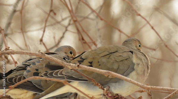Obraz Mourning dove