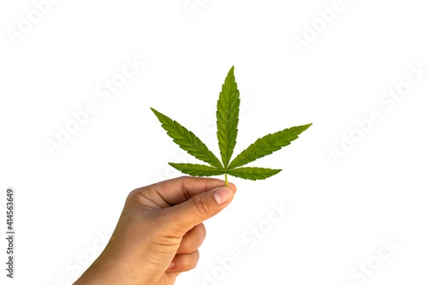 Fototapeta The green leaves of cannabis are in hand isolated on white background with the clipping path. Concept of using cannabis for medical benefit.