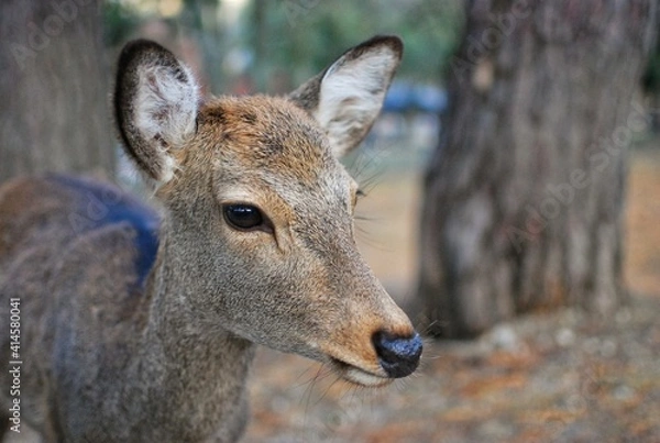Fototapeta Portrait of a deer in Nara, Japan. Deer are considered sacred as messengers of gods in old Japanese religion of Shintoism.