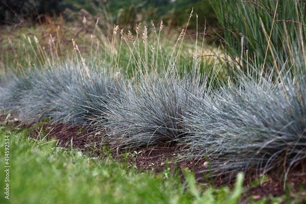 Fototapeta Several plants of a festuca glauca of blue color grow in a cereal garden among different herbs.