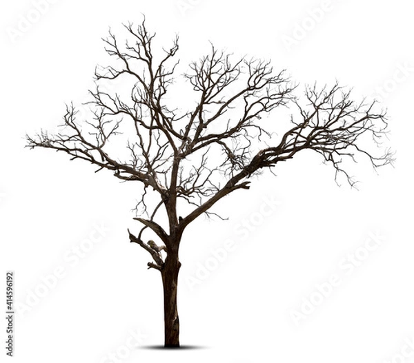 Obraz Dead tree isolated on white background.