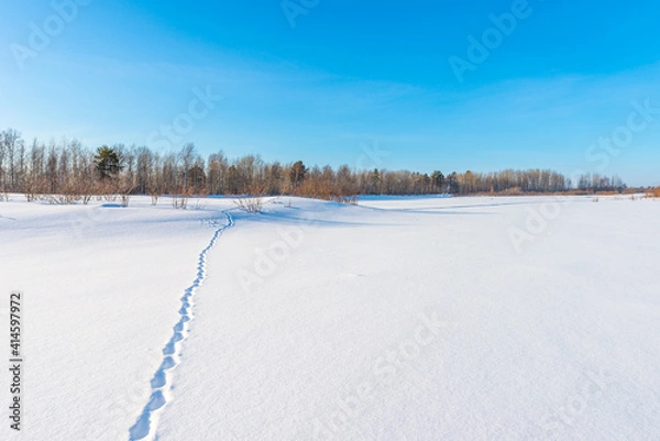 Obraz Beast footprints on a snowy field