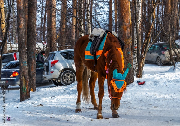 Obraz horse in winter