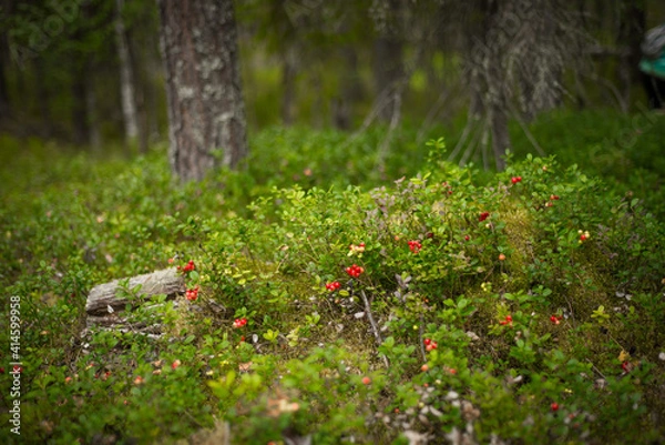 Obraz Red cranberry berries in a pine forest, selective focus