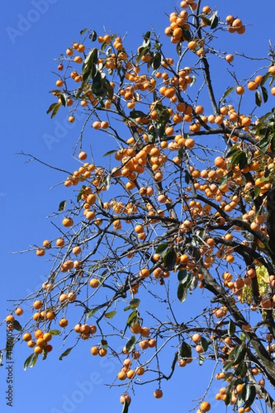 Fototapeta 柿の木