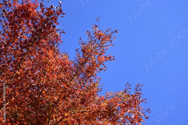 Fototapeta 紅葉と空