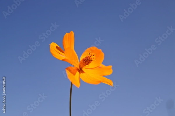 Fototapeta コスモス