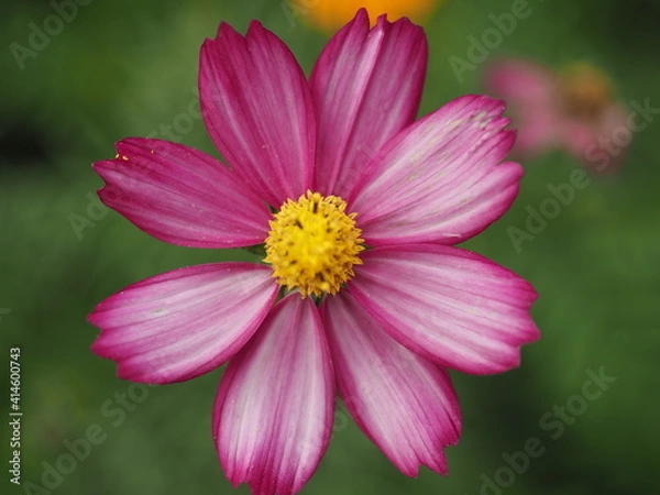 Fototapeta コスモス