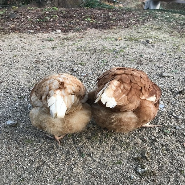 Obraz 長野県阿南町の山奥に暮らす二羽の可愛い雌鶏の後姿