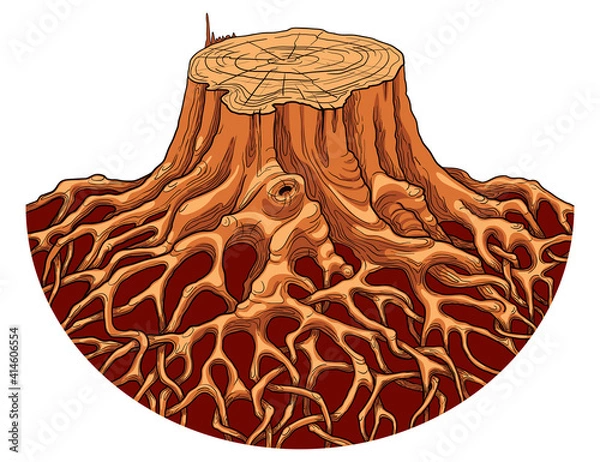 Fototapeta Large old tree stump with intertwined roots. Isolated white background.