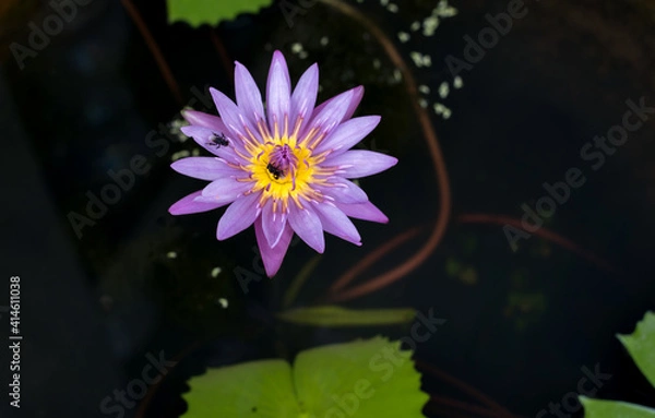 Obraz purple lotus flower