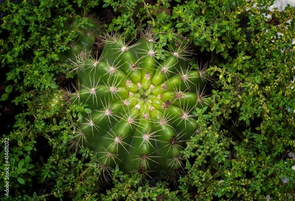 Obraz cactus in the garden