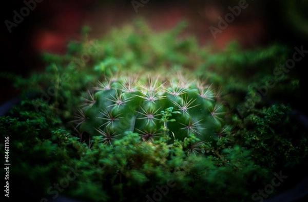 Obraz green moss on the stone