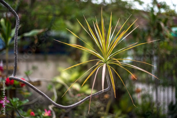 Obraz flower in the garden