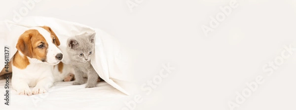 Fototapeta The puppy and the kitten lie under the blanket at home on the bed. Stretched horizontal panoramic image for banner