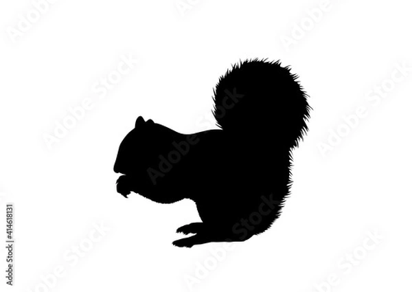 Obraz Silhouette Scoiattolo