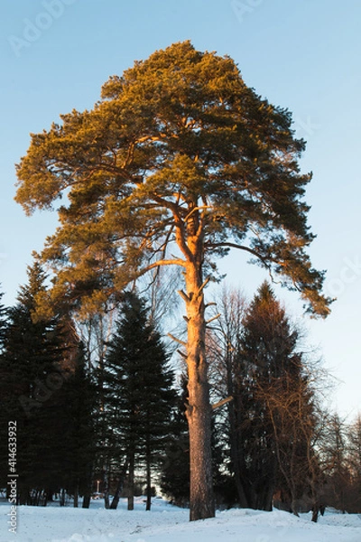 Fototapeta winter landscape six