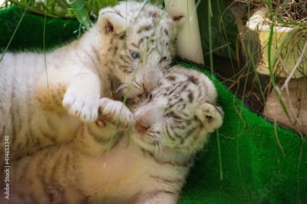 Fototapeta Two cute white tiger babies are lying down and playing.