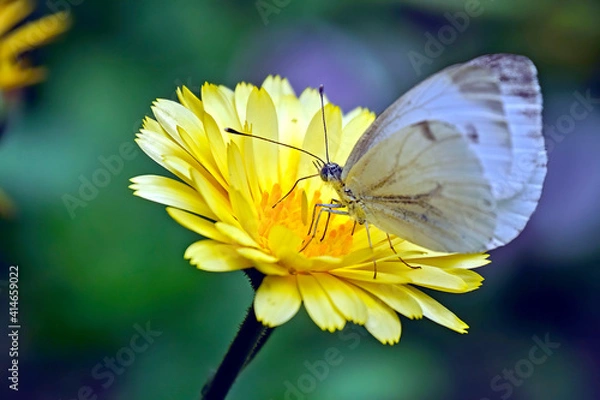 Fototapeta Rapsweißling ( Pieris napi ).