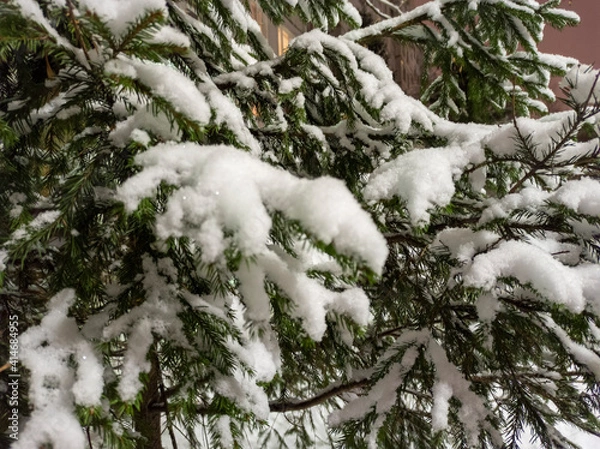 Fototapeta Photo of a Christmas tree in the snow in the evening. A living tree grows in winter under the snow. Beautiful winter landscape. Winter tree close up for greeting cards