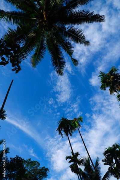 Fototapeta palm trees on the sky