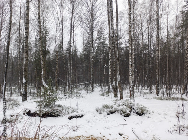 Fototapeta Photo of the winter forest. Landscape of trees and snow on a winter day. A wild place without people.  Photo for content with copy space.