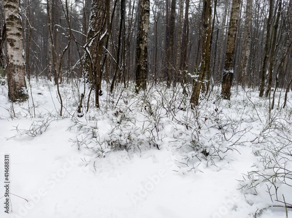 Fototapeta Photo of the winter forest. Landscape of trees and snow on a winter day. A wild place without people.  Photo for content with copy space.