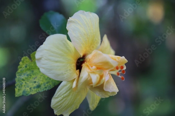 Fototapeta bee on flower