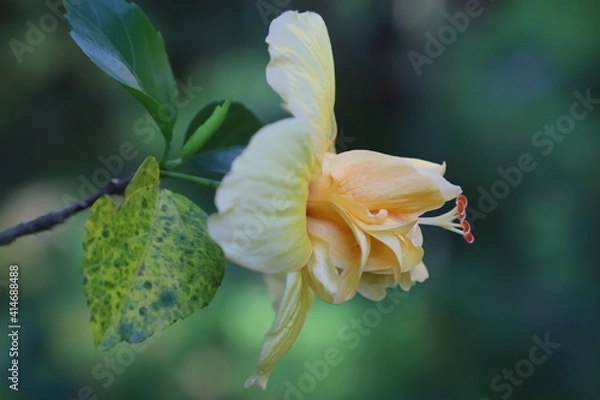 Fototapeta flower with dew