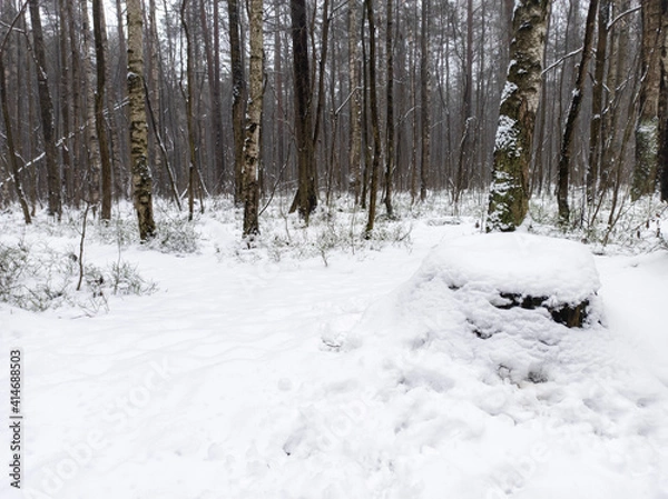 Fototapeta Photo of the winter forest. Landscape of trees and snow on a winter day. A wild place without people.  Photo for content with copy space.