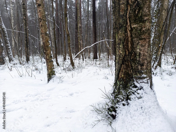 Fototapeta Photo of the winter forest. Landscape of trees and snow on a winter day. A wild place without people.  Photo for content with copy space.
