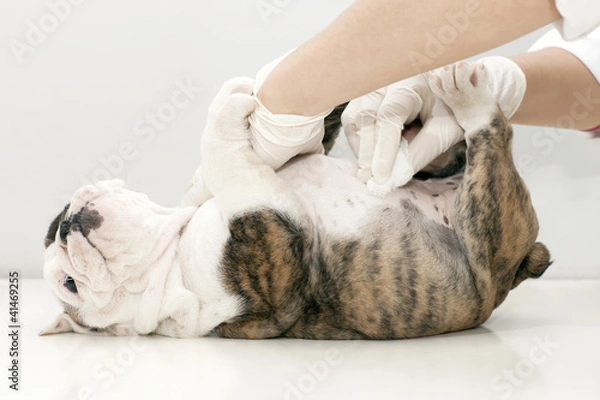 Fototapeta wounded puppy