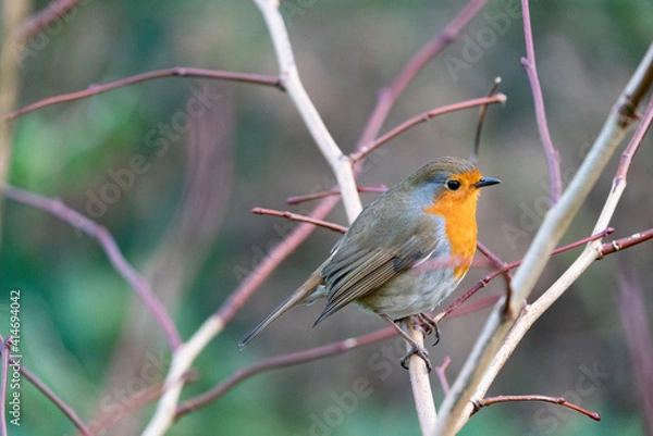 Fototapeta robin on a branch