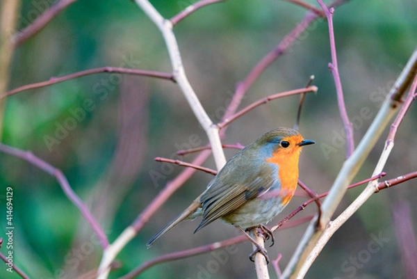 Fototapeta robin on a branch